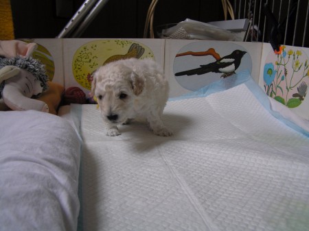 ...CASTOR na procházce...